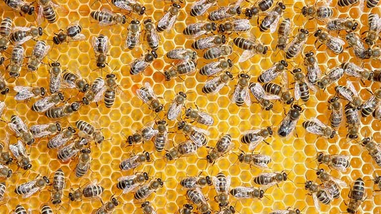 bees